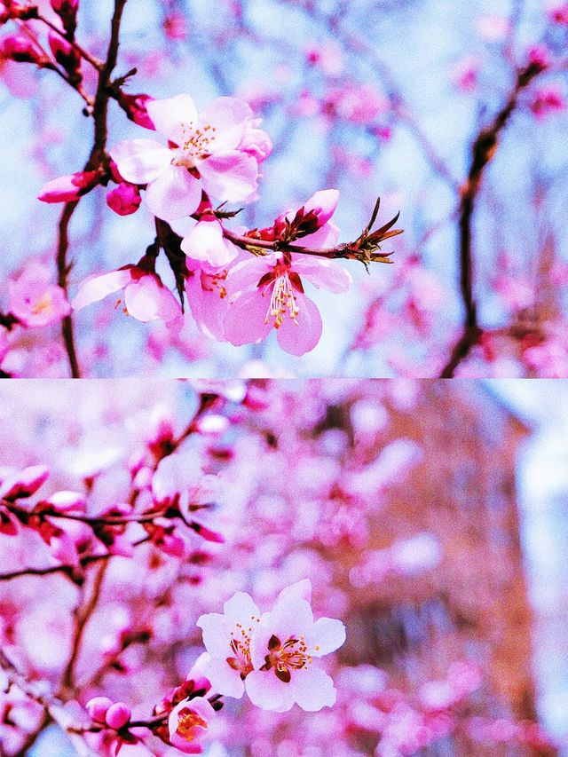 《帶她一起賞桃花朵朵開！》