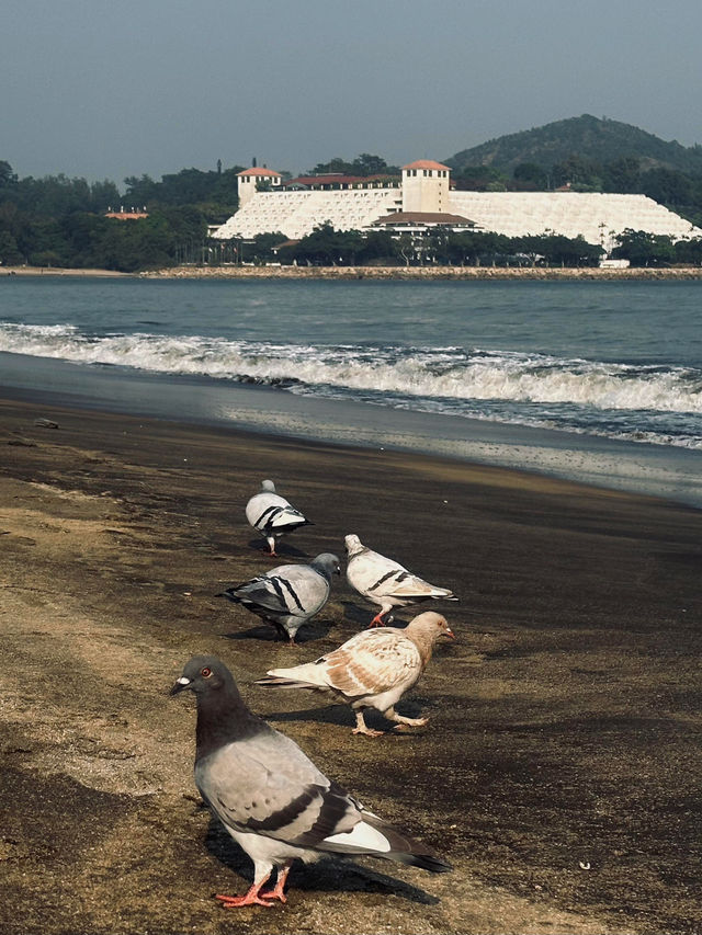 澳門黑沙灘：獨特的海灘奇景