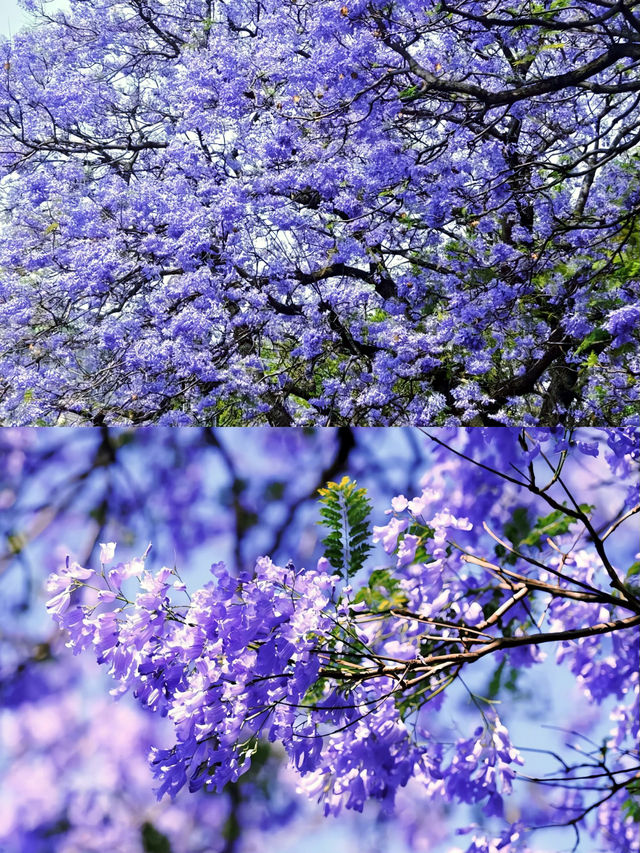你仲未去過藍到發紫嘅花海㗎嘛？
