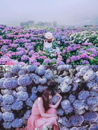 去台灣，千萬不能錯過這片繡球花海