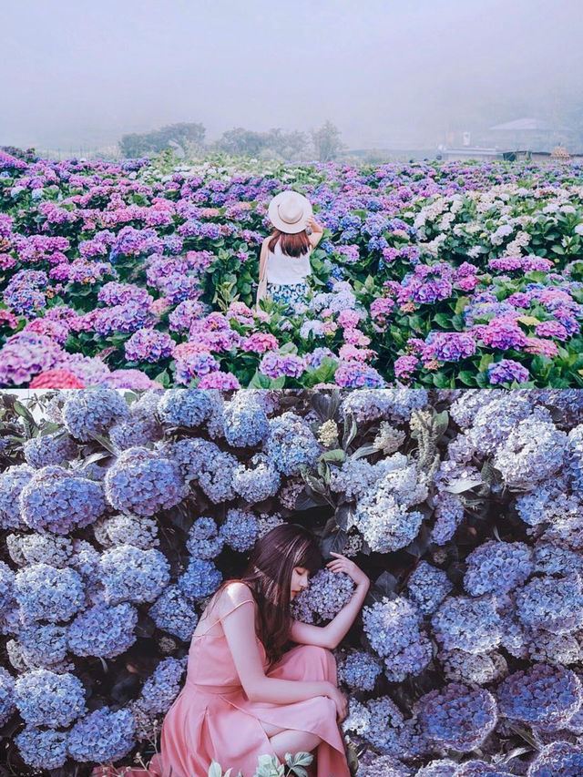 去台灣，千萬不能錯過這片繡球花海