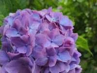 🌸千葉服部農園繡球花打卡攻略🌸