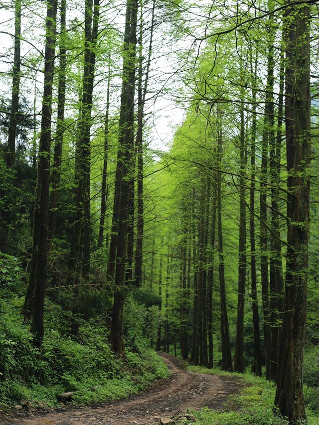 成都1小時！被嚴重低估嘅超涼爽治癒行山路線