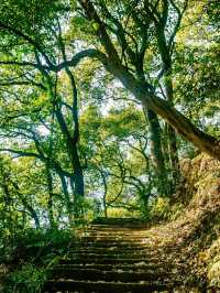 🌸 SPRING SECRET: Chongqing’s "90% DOWNHILL" Flower Path (Zero Sweat Guaranteed!)