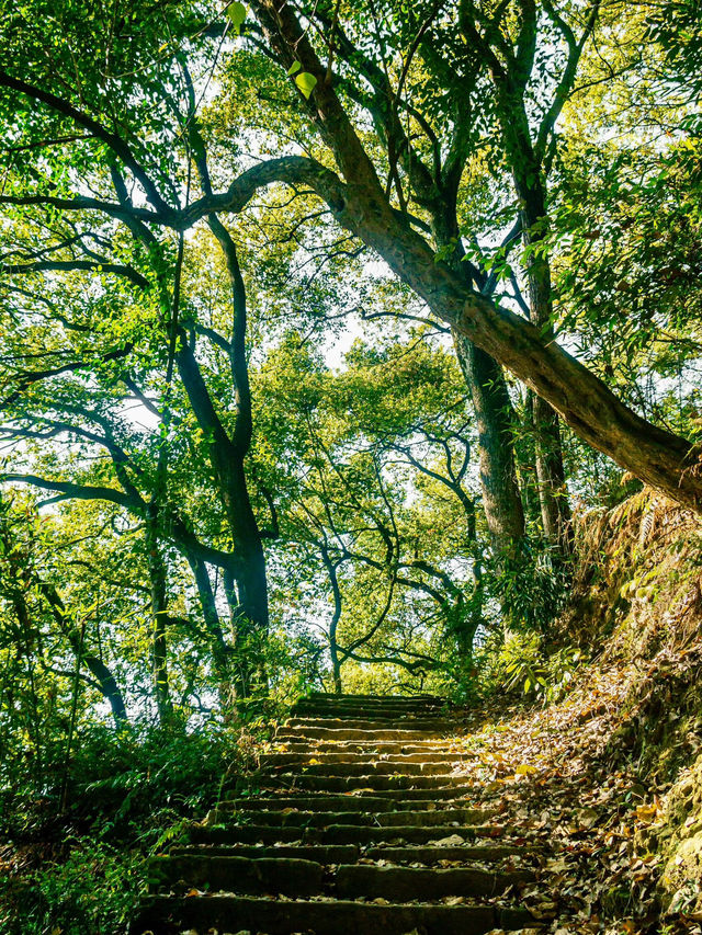 🌸 SPRING SECRET: Chongqing’s "90% DOWNHILL" Flower Path (Zero Sweat Guaranteed!)