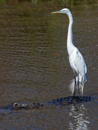 Exploring Orlando's Gatorland: The Alligator Adventure