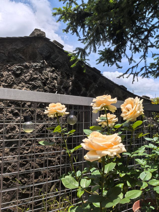 無盡夏日開啟，福州賞繡球花要抓緊了