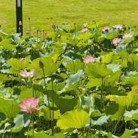 蓮花公園荷花季，在小區樓下就能賞荷