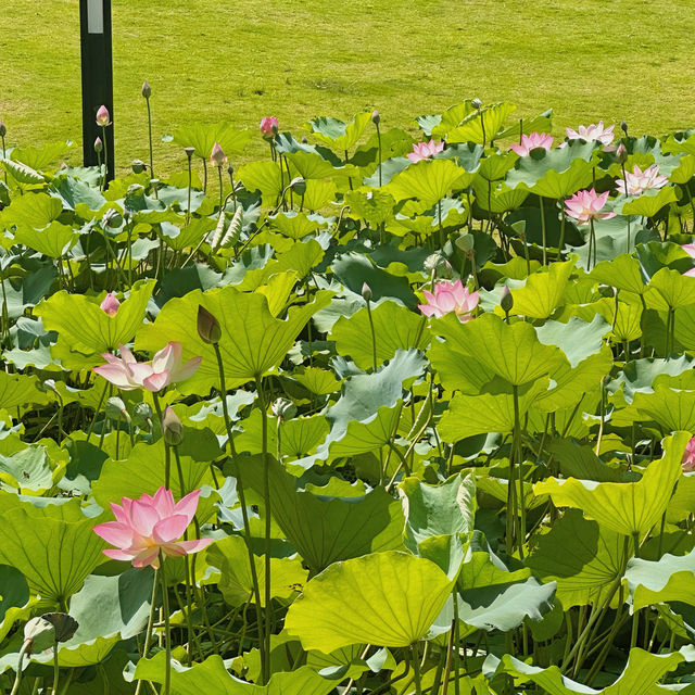 蓮花公園荷花季，在小區樓下就能賞荷