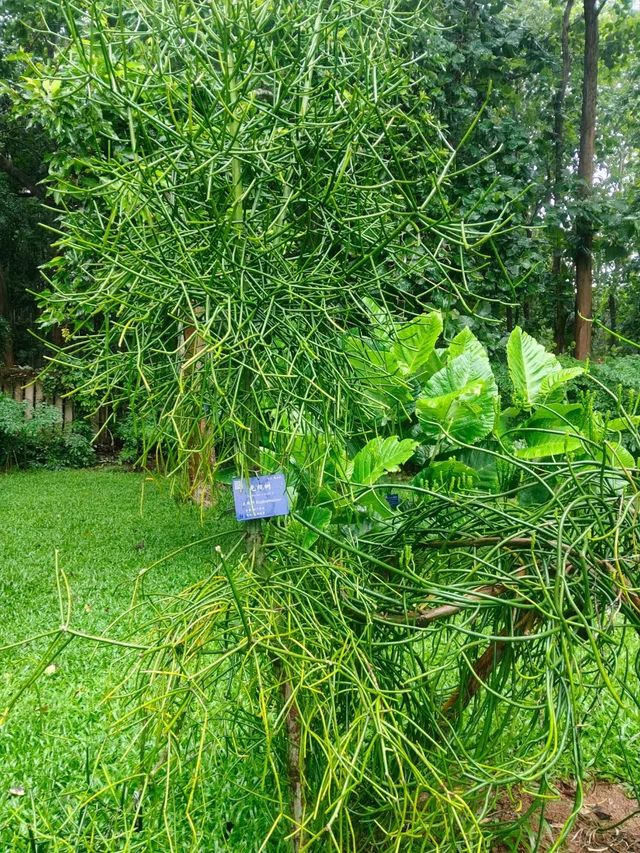 雨後嘅西雙版納中科院植物園