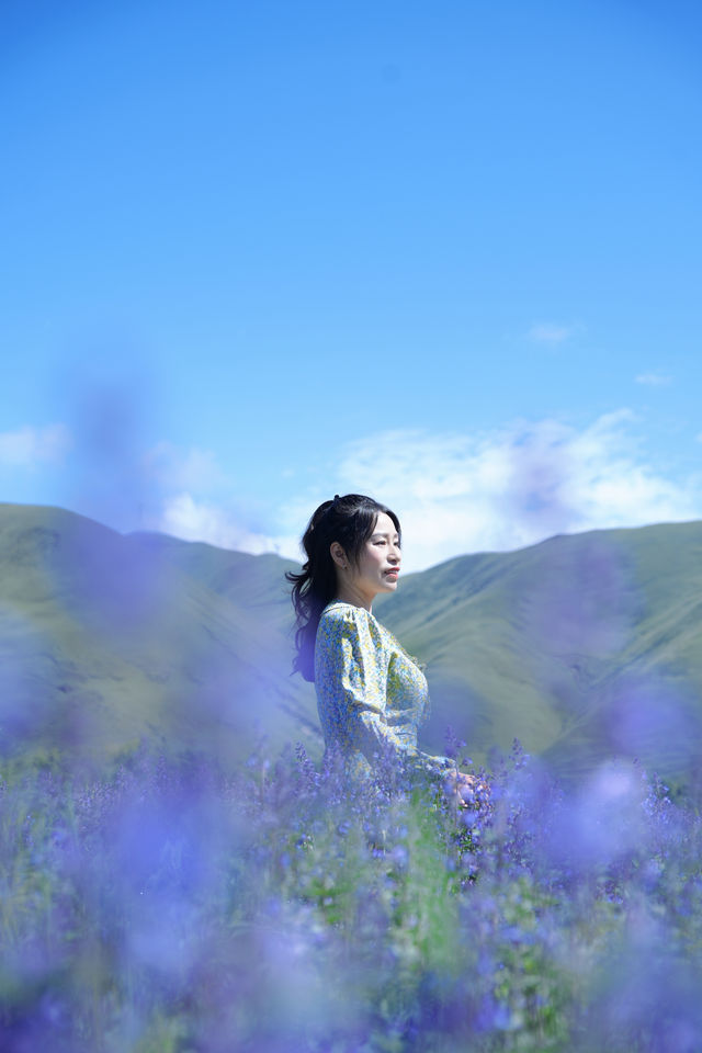新都橋嘅薰衣草開花啦，夏日限定嘅浪漫紫色花海！