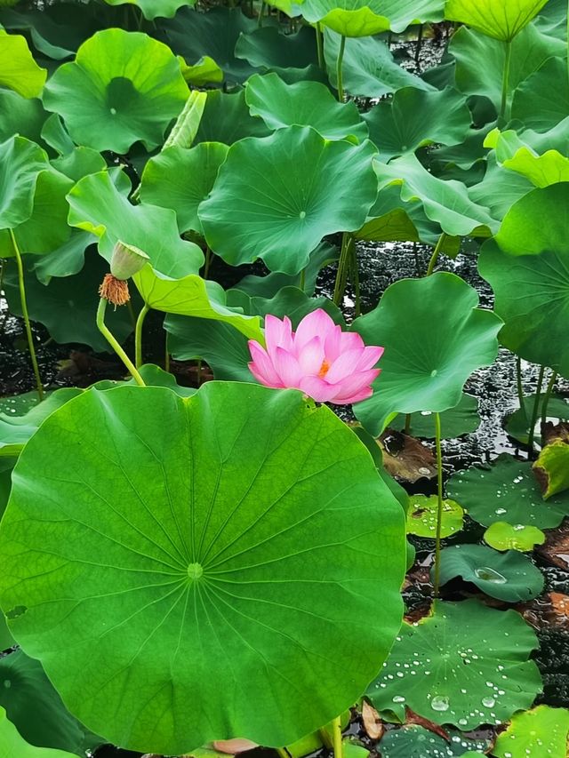 宜賓李莊一日遊 | 穿越千年嘅人文之旅