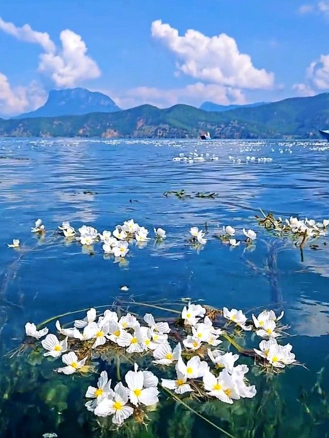 瀘沽湖已回，真心建議8月要來的姊妹…