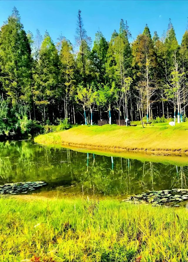 東台最美水杉秘境 東台最美水杉秘境