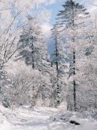 走,去漠河!搭乘那趟最美的雪國列車。