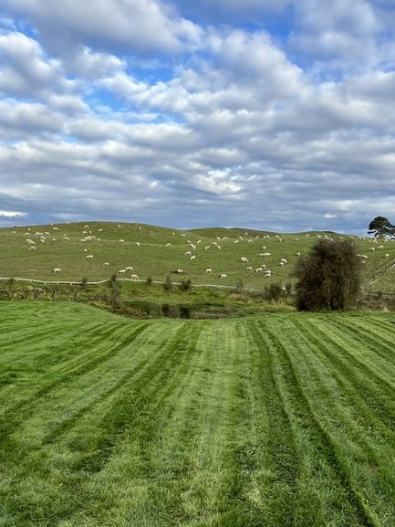 🇳🇿🐑 Hobbiton's Secret Beauty: Where Rolling Green Meets Crystal Waters! 🌊