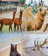 2千元3天玩轉常德動物園|這份超全攻略請查收!
