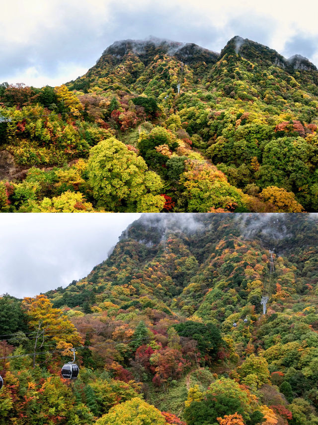 光霧山紅葉暴擊！自由行抄作業