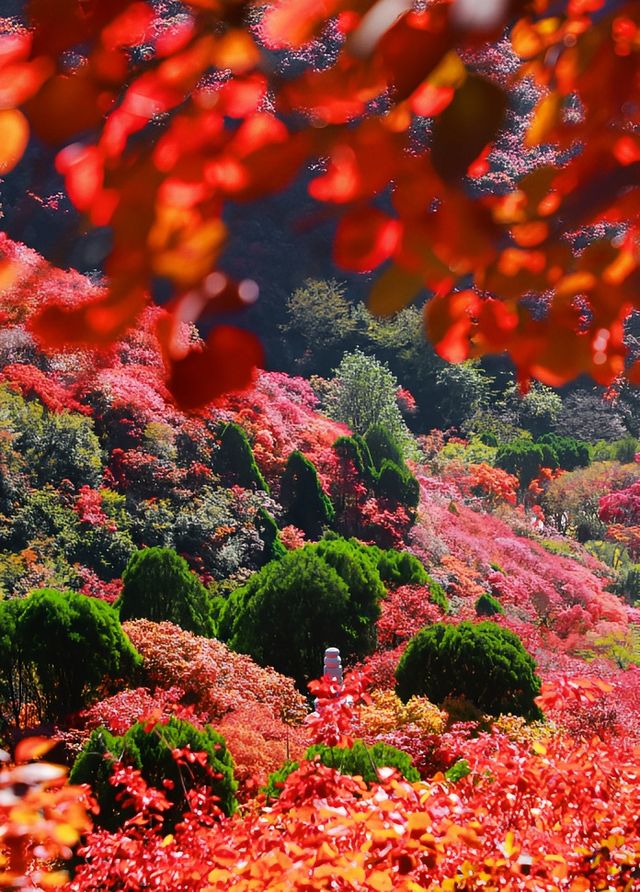濰坊石門坊與靈巖寺一票雙園
