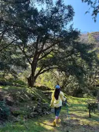 江浙最美徒步路線|走馬崗香榧林（附攻略）
