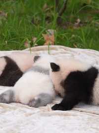 原來熊貓寶寶也忍不住吸熊貓