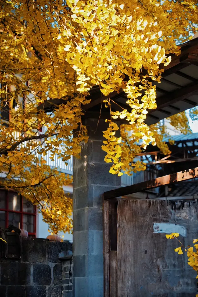 騰沖銀杏村