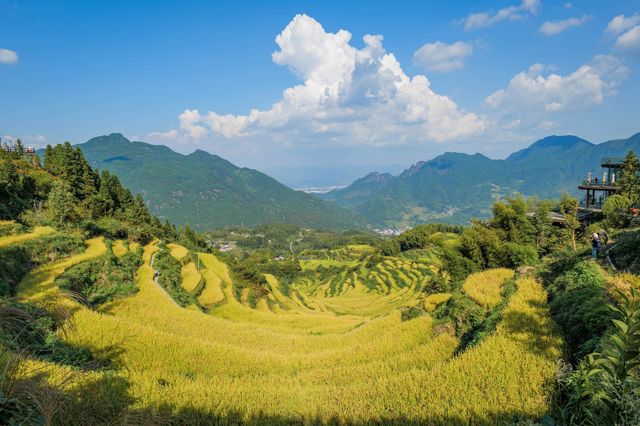 國慶必去！仙境般的雲和梯田秋日金色稻浪美翻了～