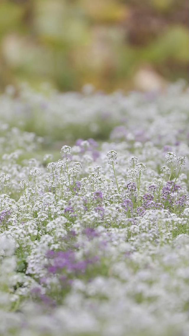 園博苑藏香雪毯:香雪球織就廈門深秋浪漫詩行 園博苑藏香雪毯:香雪球織就廈門深秋浪漫詩行