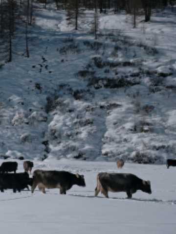 Free Winter Walk to Val Fex – Switzerland’s Quiet Alpine Paradise