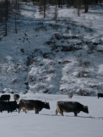 Free Winter Walk to Val Fex – Switzerland’s Quiet Alpine Paradise