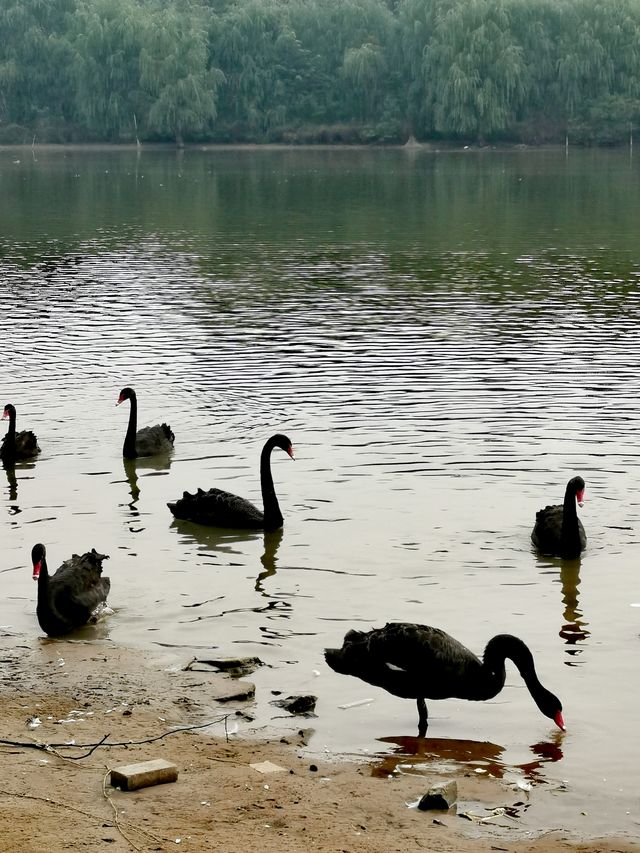 【河南省濮陽市】濮上園景區。