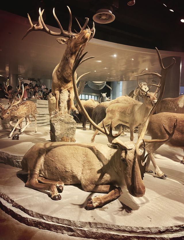 上海自然博物館 | 會呼吸的綠螺,超震撼的自然世界! 上海自然博物館 | 會呼吸的綠螺,超震撼的自然世界!