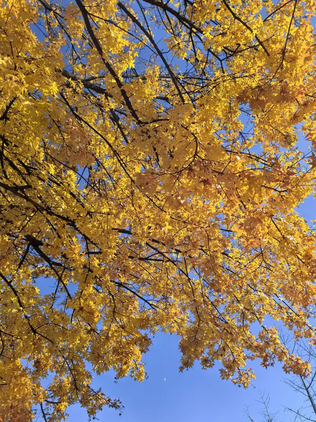 東壩公園徒步賞秋攻略
