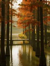 帶娃逛南京秋景！免費又好拍的10個地方