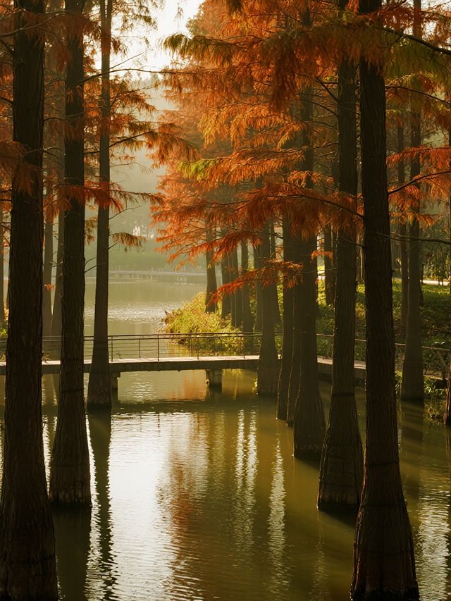 帶娃逛南京秋景！免費又好拍的10個地方