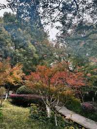 11月賞楓預警人少車少的紅葉秘境首公開！