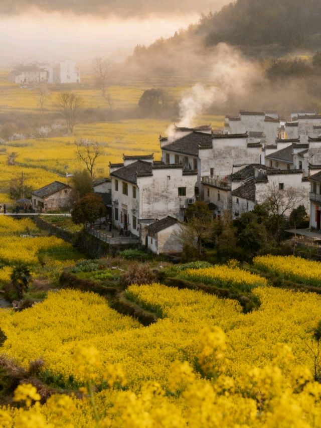 江西婺源：春到篁嶺曬秋忙，梯田花海與徽派古村撞出詩意