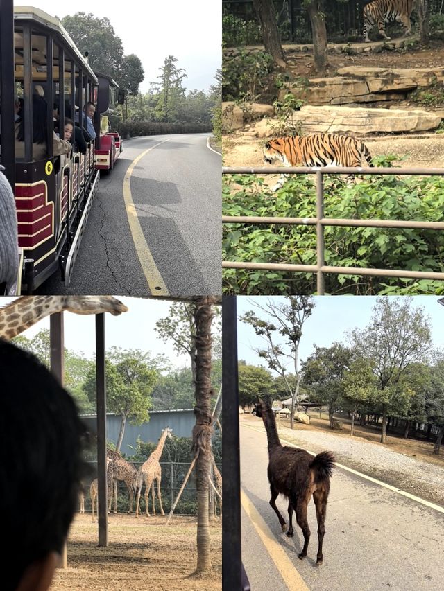 寧波出發2天1晚親子遊！把快樂焊在娃臉上