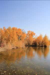 絕美秋色！在金塔胡楊林邂逅金色童話