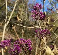 四明山蜘蛛嶺，秋日封神之作！