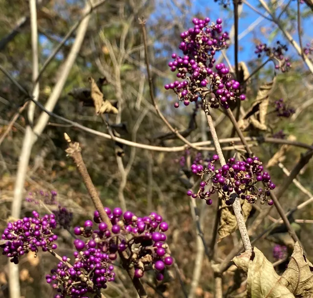 四明山蜘蛛嶺，秋日封神之作！