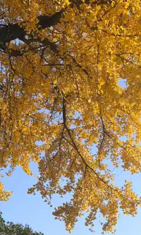 全屏打開莫干山的秋實況也太美了