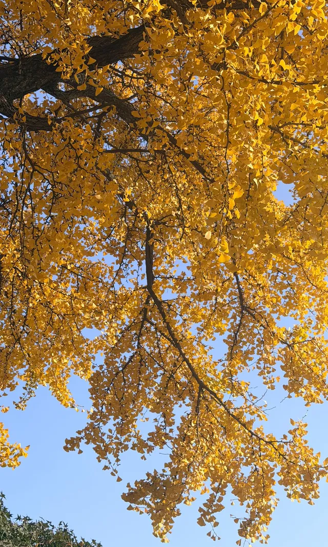 全屏打開莫干山的秋實況也太美了 全屏打開莫干山的秋實況也太美了