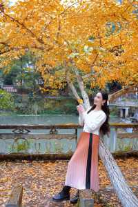 接下來這將是廣東賞秋天花板……