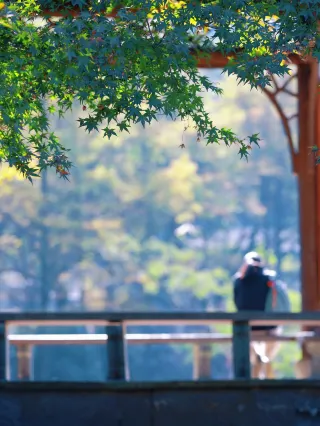 Accidentally stepped into a little Switzerland in Hangzhou! The autumn colors at Taiziwan have reached legendary status! Let’s go!