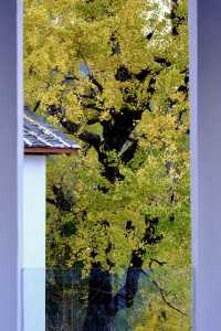 最美銀杏古村拍大片