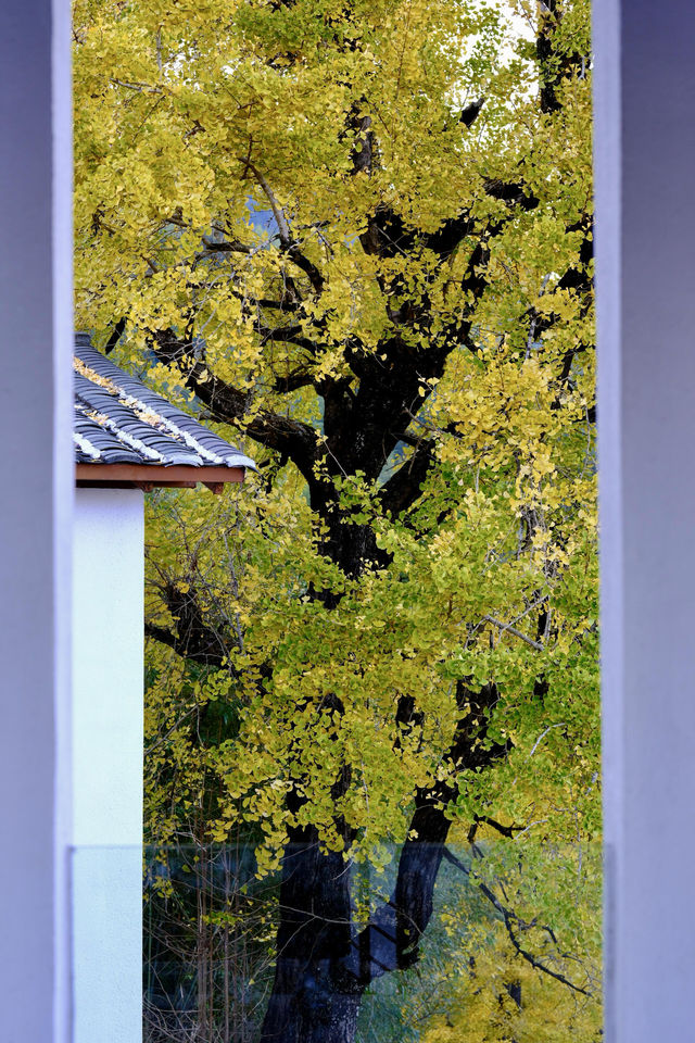 最美銀杏古村拍大片 最美銀杏古村拍大片