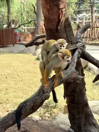 太湖龍之夢秋日奇遇動物界顯眼包集合!