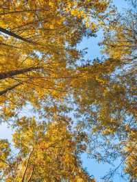 合肥週末全攻略｜廬州煙火+文藝秘境，2天1夜解鎖江淮韻味