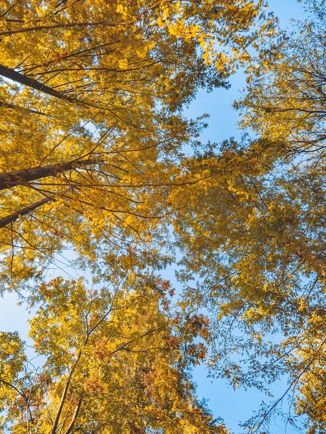 合肥週末全攻略｜廬州煙火+文藝秘境，2天1夜解鎖江淮韻味